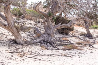 dried up cedar tree ,white sand,blue water,beach ,Chrissi island. clipart