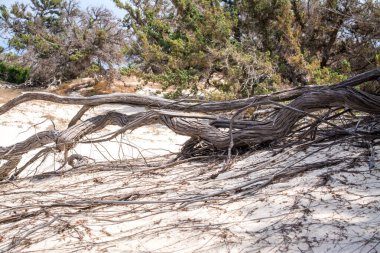  Kurumuş sedir ağacı, beyaz kum, mavi su, sahil, Chrissi Adası.
