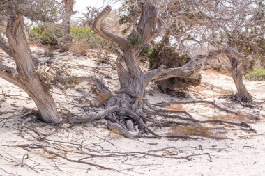  Kurumuş sedir ağacı, beyaz kum, mavi su, sahil, Chrissi Adası.
