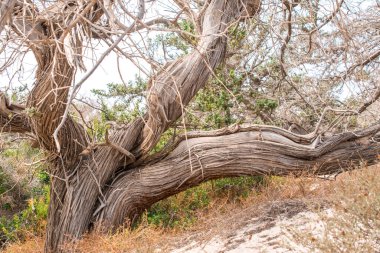  Kurumuş sedir ağacı, beyaz kum, mavi su, sahil, Chrissi Adası.
