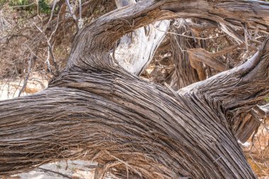 Kurumuş sedir ağacı, beyaz kum, mavi su, sahil, Chrissi Adası..