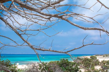  Kurumuş sedir ağacı, beyaz kum, mavi su, sahil, Chrissi Adası.