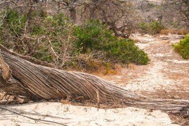  Kurumuş sedir ağacı, beyaz kum, mavi su, sahil, Chrissi Adası.