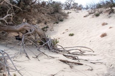  Kurumuş sedir ağacı, beyaz kum, mavi su, sahil, Chrissi Adası.