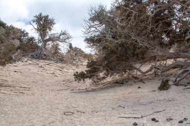  Kurumuş sedir ağacı, beyaz kum, mavi su, sahil, Chrissi Adası.