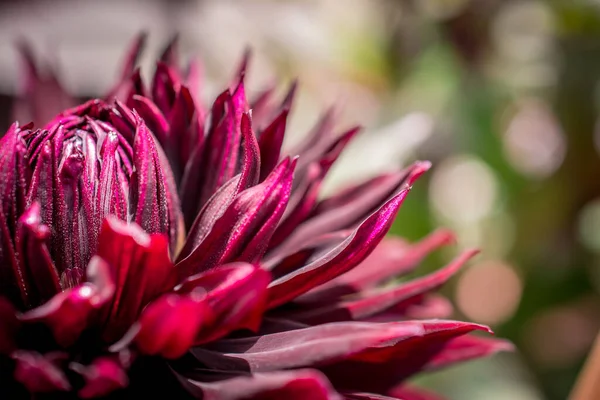 Die Nahaufnahme Von Dahlienblüte Und Knospe — Stockfoto