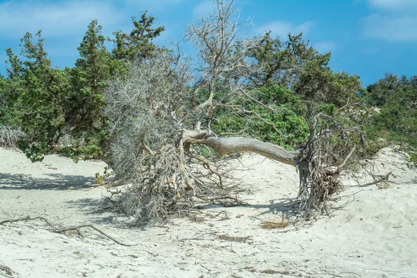 Dried Cedar Tree White Sand Blue Water Beach Chrissi Island — Stock Photo, Image