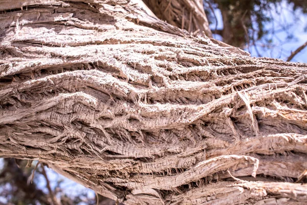 Dried Cedar Tree White Sand Blue Water Beach Chrissi Island — Stock Photo, Image