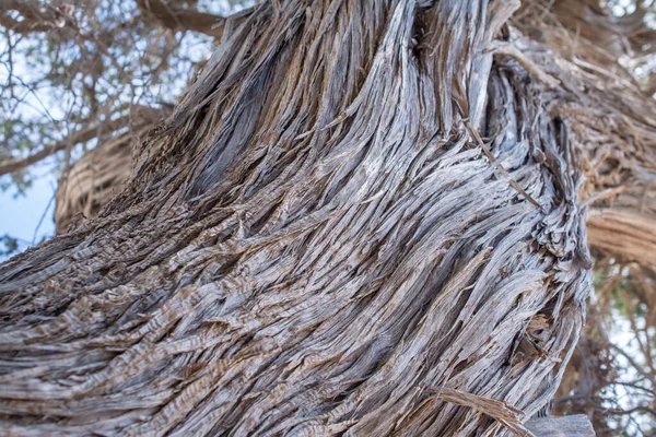  Kurumuş sedir ağacı, beyaz kum, mavi su, sahil, Chrissi Adası.