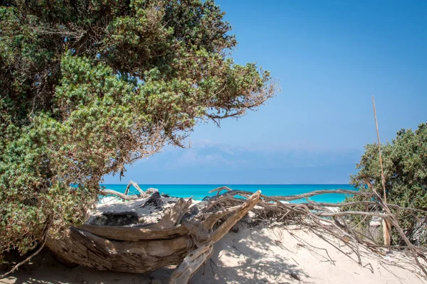  Kurumuş sedir ağacı, beyaz kum, mavi su, Chrissi adası.
