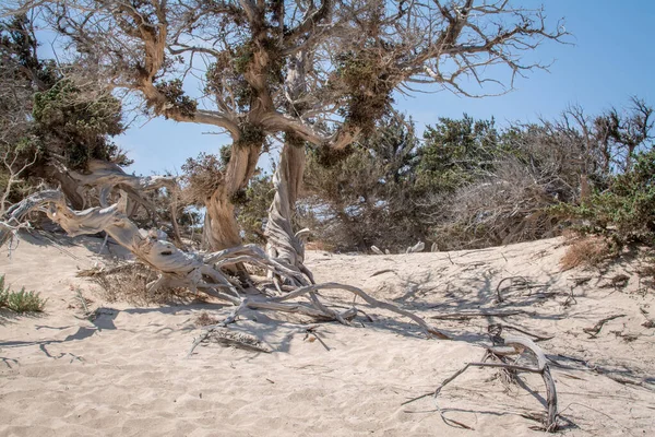 Ausgetrockneter Zedernbaum Weißer Sand Blaues Wasser Insel Chrissi — Stockfoto