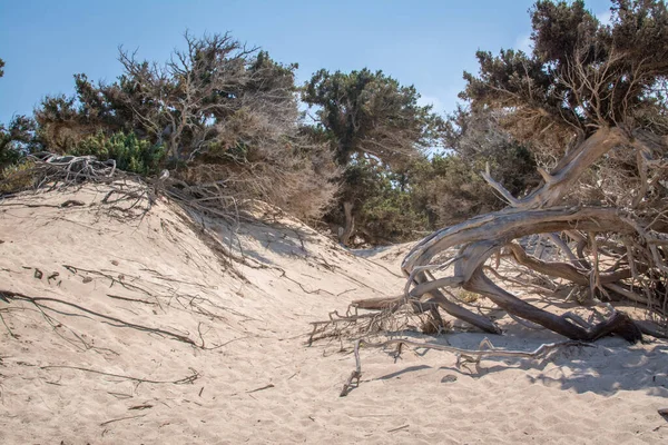 Pohon Cedar Kering Pasir Putih Air Biru Pulau Chrissi — Stok Foto