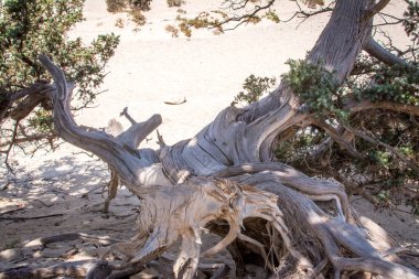 Kurumuş bir sedir ağacı, beyaz kum, Chrysi Adası, Yunanistan