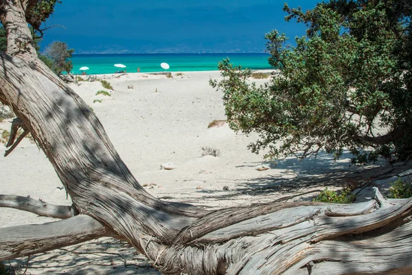 Détail Cèdre Séché Sable Blanc Île Chrysi Grèce — Photo