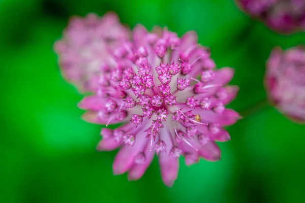 Lavendel Blomma Fält Friska Sommar Natur Färger — Stockfoto