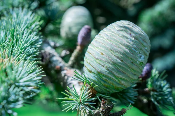 Avvicinamento Delle Pigne Sull Atlantico Cedro Dell Atlante Blu Cedru — Foto Stock