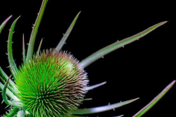 Flor Verde Espinoso Sobre Fondo Negro — Foto de Stock