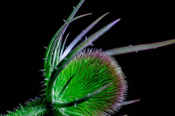 Kolczasty Zielony Kwiat Czarnym Tle — Zdjęcie stockowe