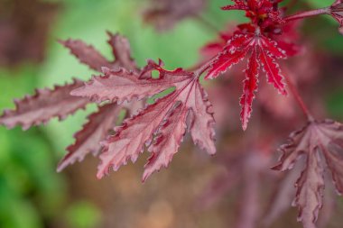 yeşil arkaplanda kırmızı yapraklar
