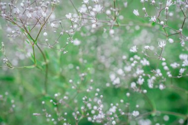 Gypthe Paniculata 'nın hafif çiçekli arka planı