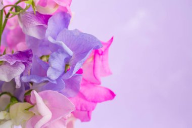 Tatlı bezelyeler, çok renkli çiçekler.