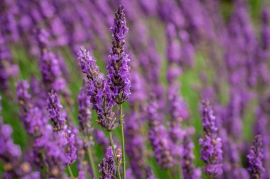 Taze yaz mevsiminde lavanta çiçeği tarlası bulanık arka planda doğa renkleri