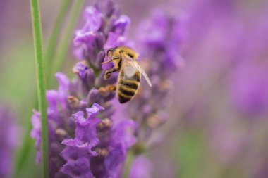 Taze yaz mevsiminde lavanta çiçeği tarlası bulanık arka planda doğa renkleri