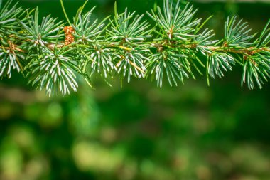 Atlantik / Mavi Atlas sedir ağacı Cedru üzerindeki çam kozalaklarını kapat