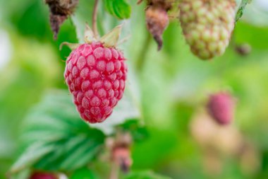 Bahçede bir yığın ahududu