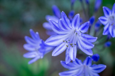Mavi çiçek güneşli bahçede