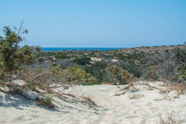  Sedir ormanında kurumuş sedir ağacı, beyaz kum, plaj, Chrissi Adası, Yunanistan
