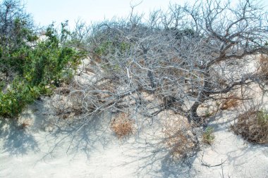  Sedir ormanında kurumuş sedir ağacı, beyaz kum, plaj, Chrissi Adası, Yunanistan
