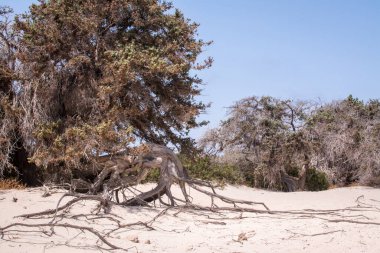  Sedir ormanında kurumuş sedir ağacı, beyaz kum, plaj, Chrissi Adası, Yunanistan