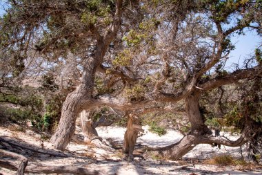  Sedir ormanında kurumuş sedir ağacı, beyaz kum, plaj, Chrissi Adası, Yunanistan