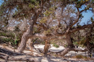  Sedir ormanında kurumuş sedir ağacı, beyaz kum, plaj, Chrissi Adası, Yunanistan