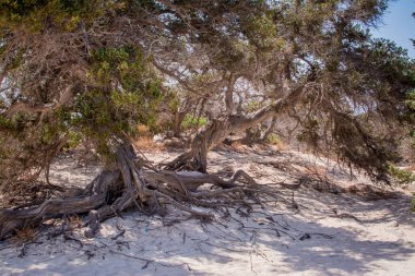  Sedir ormanında kurumuş sedir ağacı, beyaz kum, plaj, Chrissi Adası, Yunanistan