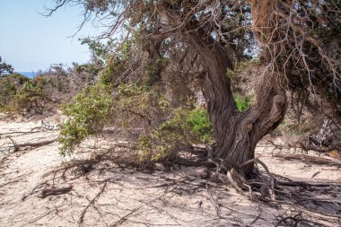  Sedir ormanında kurumuş sedir ağacı, beyaz kum, plaj, Chrissi Adası, Yunanistan