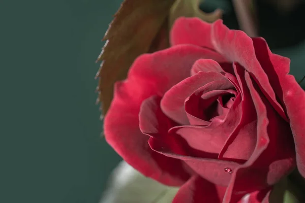 Nahaufnahme Einer Einzelnen Roten Rose Mit Grünem Hintergrund — Stockfoto