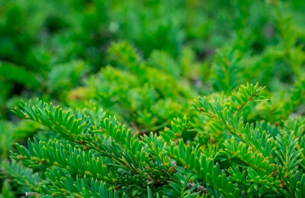 Ramo Pino Conifera Con Aghi Sfondo Estate — Foto Stock