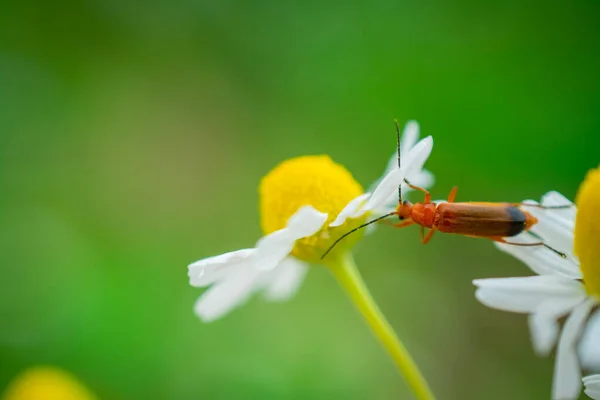 Біла Велика Квітка Ромашки Саду Крупним Планом — стокове фото