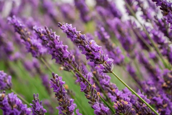 Campo Flores Lavanda Colores Frescos Naturaleza Del Verano Sobre Fondo — Foto de Stock