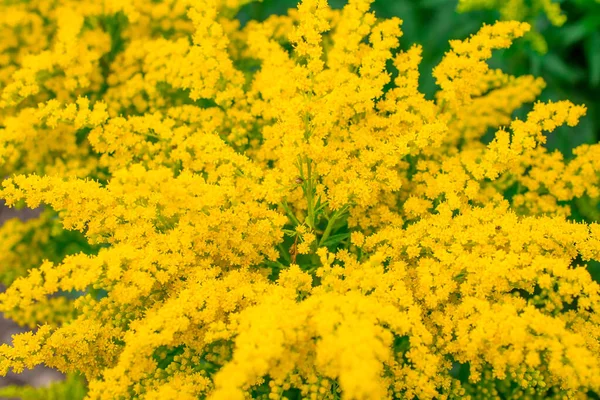 Arany Alyssum Egy Híres Virág Kertben — Stock Fotó
