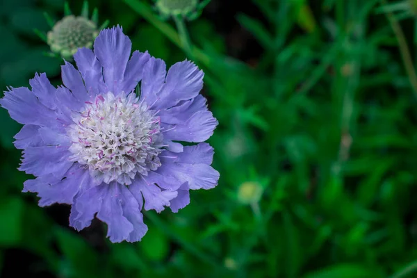 Virág Scabiosa Siamensis Szelektív Fókusz Zöld Levél Háttér — Stock Fotó