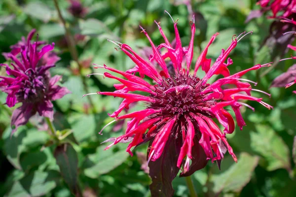 Vacker Sommar Blomma Vibrerande Röd Crimsom Monarda Didyma — Stockfoto