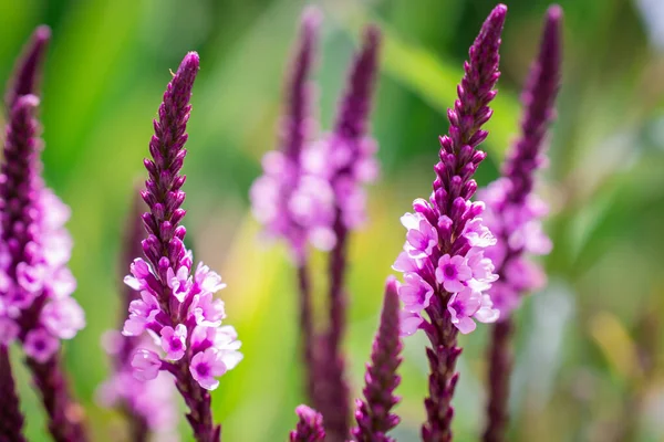 緑色の背景に紫色の藤の花を咲かせます — ストック写真