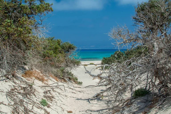  Sedir ormanında kurumuş sedir ağacı, beyaz kum, plaj, Chrissi Adası, Yunanistan