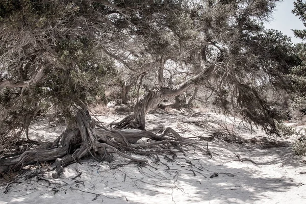 杉の森 白い砂 ビーチ クリスシ島 ギリシャで杉の木を乾燥 — ストック写真
