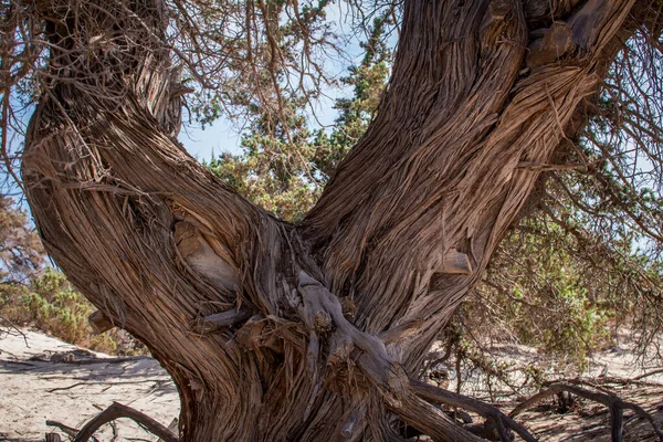 Arbre Cèdre Séché Dans Forêt Cèdre Sable Blanc Plage Île — Photo