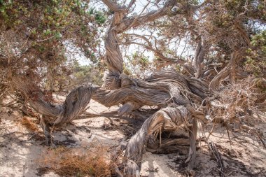  Sedir ormanında kurumuş sedir ağacı, beyaz kum, plaj, Chrissi Adası, Yunanistan
