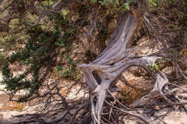  Sedir ormanında kurumuş sedir ağacı, beyaz kum, plaj, Chrissi Adası, Yunanistan